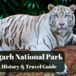 Bandhavgarh National Park – Tiger Safari, History & Travel Guide