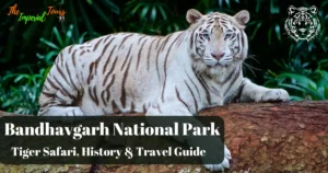 Read more about the article Bandhavgarh National Park – Tiger Safari, History & Travel Guide