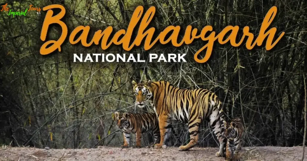 Bandhavgarh National Park Safari